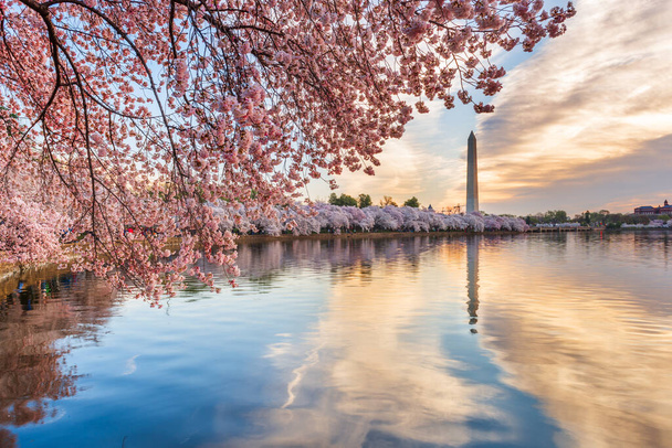 Washington DC, USA v Tidal Basin během jarní sezóny s třešňovými květy. - Fotografie, Obrázek