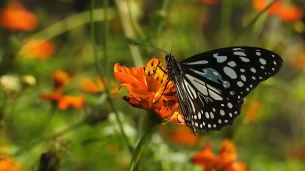 Mouvement lent de la belle soie bleue morpho papillon ouvrant les ailes sur une fleur de marguerite. Papillon monarque stationné sur la tige de la fleur dans la matinée ensoleillée dans le jardin. Concept de vol papillon. au ralenti papillon attraper fleur blanche le jour - Séquence, vidéo