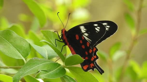 Zpomalený pohyb krásného modrého hedvábí morpho motýla otvírajícího křídla na květinovém sedmikrásce. Monarcha motýl zaparkovaný na stonku květin za slunečného rána na zahradě. Motýlí létání. pomalý pohyb motýl moucha chytání bílého květu na denní - Záběry, video