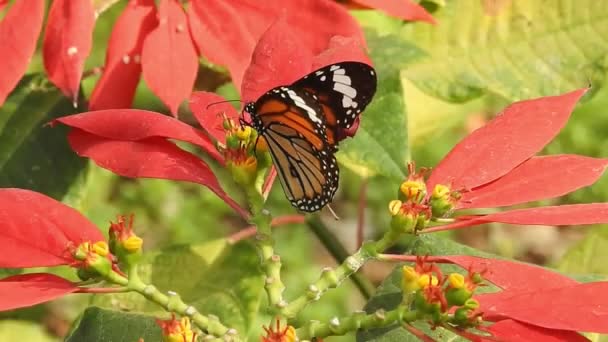 Zpomalený pohyb krásného modrého hedvábí morpho motýla otvírajícího křídla na květinovém sedmikrásce. Monarcha motýl zaparkovaný na stonku květin za slunečného rána na zahradě. Motýlí létání. pomalý pohyb motýl moucha chytání bílého květu na denní - Záběry, video