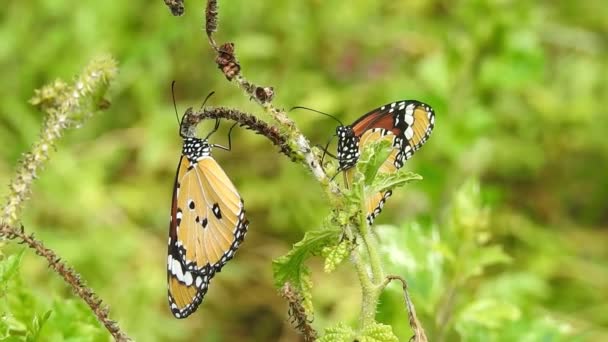 Piękny monarcha motyl lata nad żółtymi kwiatami i pastwiskami w słońcu. Tropikalny egzotyczny Monarcha Motyl żywiący się czerwonymi kwiatami, makro zbliżenie. Wiosenny raj, bujne liście naturalne tło. Monarcha Motyl Rój Taniec,  - Materiał filmowy, wideo
