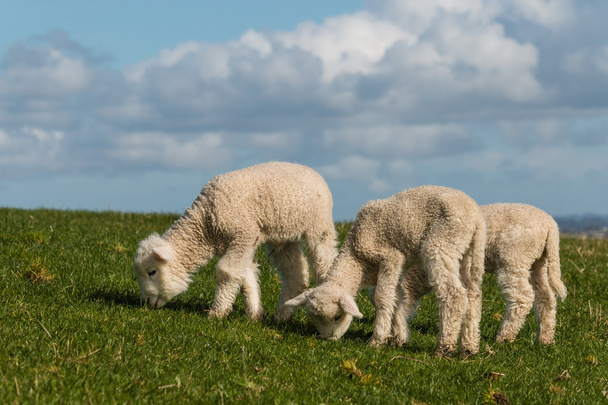 Tři novorozených jehňat pastva - Fotografie, Obrázek