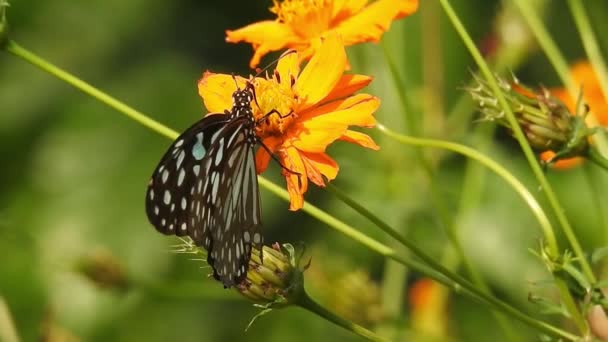 Vlinder op oranje kleur bloem nemen van voedsel met groene achtergrond in het bos. Vlinder gewone tijger zuigen zoet met proboscis van gele tropische bloeiende plant, slow motion hd video. Vlinder Monarch vlinder zittend op oranje kleur Grasveld  - Video