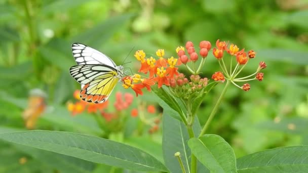 Motýl na oranžové barvy květiny s jídlem se zeleným pozadím v lese. Motýl obyčejný tygr sání sladké s proboscis ze žluté tropické kvetoucí rostliny, zpomalený film hd videa. Motýl Monarch motýl sedí na oranžové barvě louka  - Záběry, video