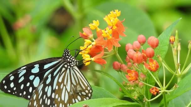 Motýl na oranžové barvy květiny s jídlem se zeleným pozadím v lese. Motýl obyčejný tygr sání sladké s proboscis ze žluté tropické kvetoucí rostliny, zpomalený film hd videa. Motýl Monarch motýl sedí na oranžové barvě louka  - Záběry, video