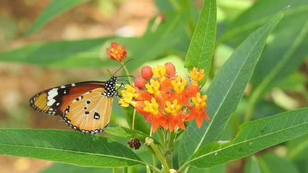 Monarcha motyl siedzi na pomarańczowym kolorze Łąka Buttercup kwiaty (Rubiaceae) z zielonym tle koloru. Kolorowy motyl pije nektar z kwiatów, makro shot Zbliżenie, tygrys Motyl Czarno-biały Motyl na zielonej łodydze z izolowanym  - Materiał filmowy, wideo