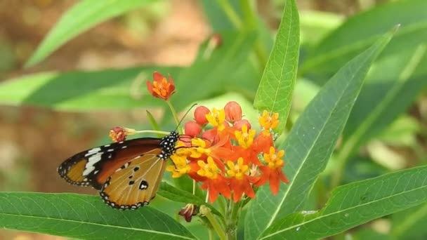 Monarch motýl sedí na oranžové barvě Louka Buttercup květiny (Rubiaceae) se zelenou barvou pozadí. Barevný motýl pije nektar z květin, makro záběr Closeup, tygr motýl Černobílý motýl na zeleném stonku s izolovaným  - Záběry, video