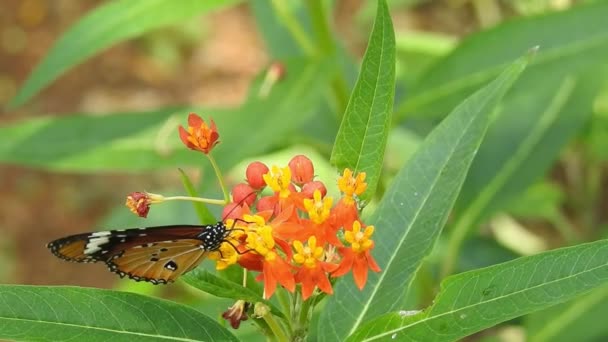 Császár pillangó ül narancssárga színű Meadow Buttercup virágok (Rubiaceae) zöld színű háttér. Színes pillangó italok nektár egy virág, makró lövés Közelkép, tigris pillangó Fekete-fehér pillangó zöld száron elszigetelt  - Felvétel, videó