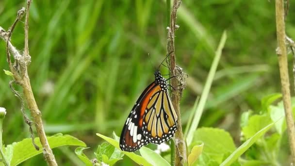 Monarch motýl sedí na oranžové barvě Louka Buttercup květiny (Rubiaceae) se zelenou barvou pozadí. Barevný motýl pije nektar z květin, makro záběr Closeup, tygr motýl Černobílý motýl na zeleném stonku s izolovaným  - Záběry, video