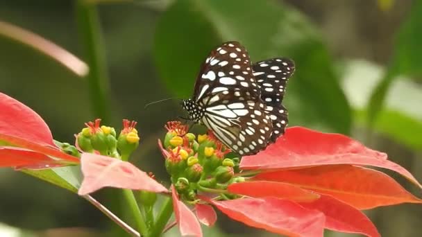 Černooranžový motýl odlétá od růžové květy po krmení. Motýlí létání. pomalý motýl chytající bílou květinu za dne. Tento motýl je krásná oranžová černá křídla. Je svěží a krásná zelená příroda - Záběry, video