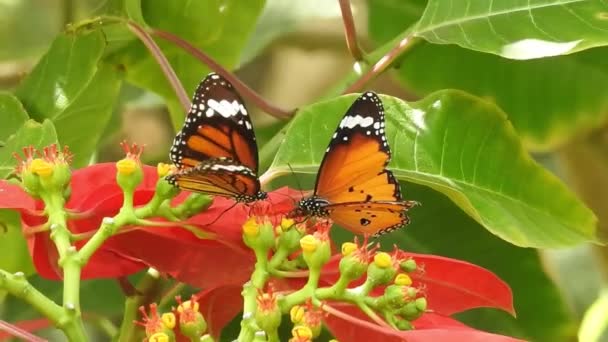 Monarque exotique tropical se nourrissant de fleurs rouges macro gros plan. Paradis printanier, feuillage luxuriant fond naturel. Papillon monarque stationné sur la tige de la fleur dans la matinée ensoleillée dans le jardin Papillon noir et orange fleur volante - Séquence, vidéo