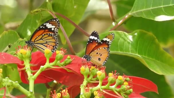 Tropische exotische Monarchvlinder voeden zich met rode bloemen macro close-up. Voorjaar paradijs, weelderige gebladerte natuurlijke achtergrond. Monarch vlinder geparkeerd op de bloemstengel in de zonnige ochtend in de tuin Zwart en oranje vlinder vliegende bloem - Video