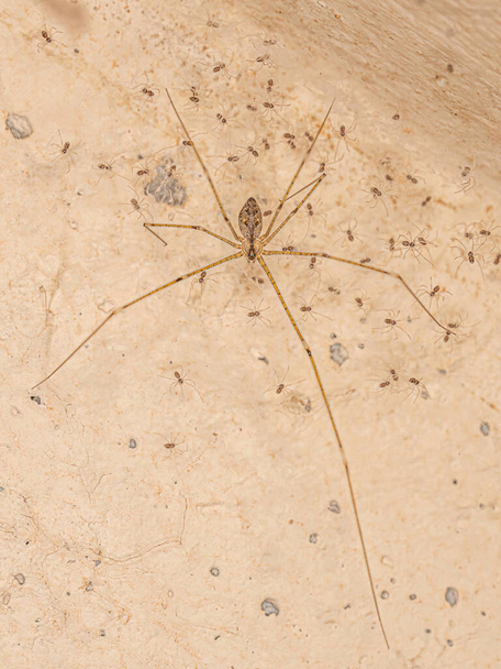 Araña de la Bodega hembra adulta de la familia Pholcidae - Foto, imagen
