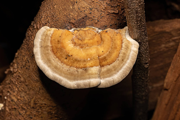 Малі гриби на полицях Поліполяни ордена
 - Фото, зображення