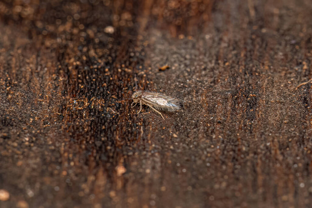 Adulto Escalonado alado Barklice Inseto da família Lepidopsocidae - Foto, Imagem
