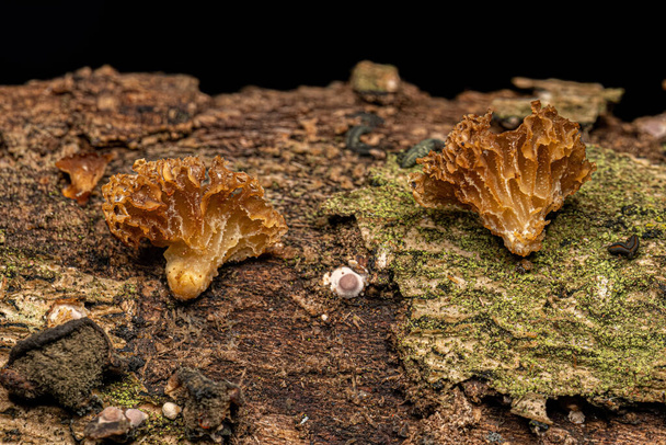 Small Bracket Fungi of the Genus Neofavolus - Photo, Image