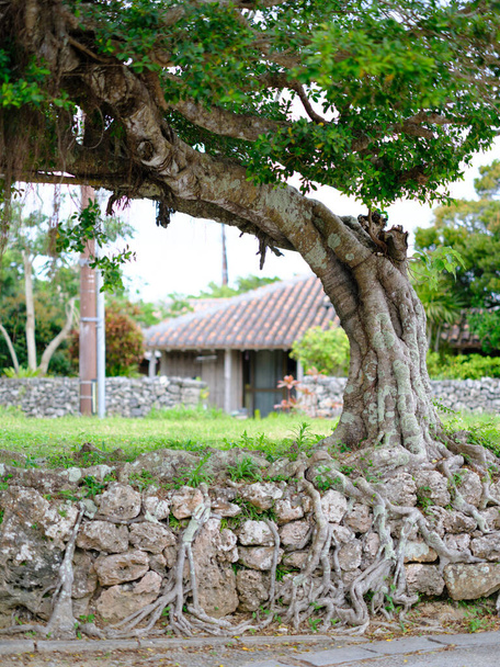 Paisaje antiguo de la isla de Taketomi - Foto, Imagen