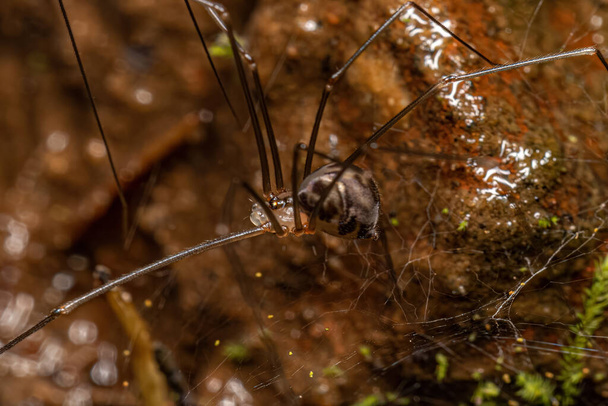 Small Male Cellar Spider of the Family Pholcidae - Photo, Image