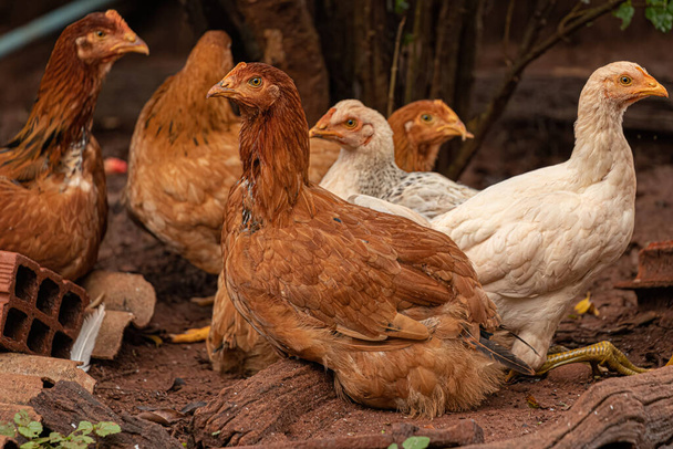 домашние животные цыплята подвида Gallus gallus domesticus - Фото, изображение