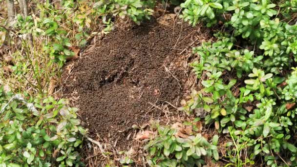 After winter, the ants wake up when the sun starts to warm the nest. Everyone seems to be in a hurry to get out and enjoy the sun. - Footage, Video