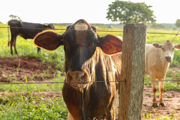 Dospělá tmavá kráva na farmě při východu slunce - Fotografie, Obrázek