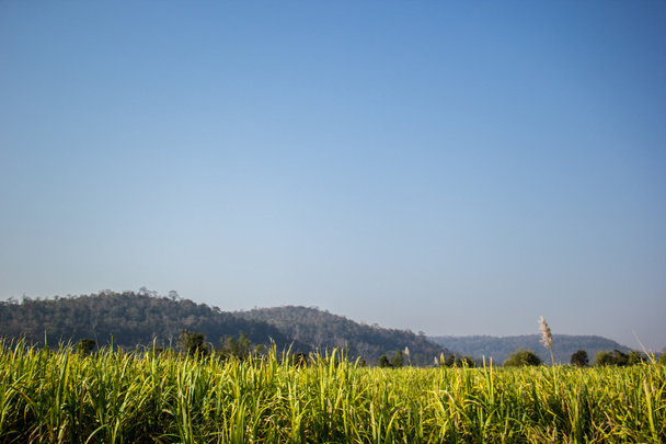 Suikerriet, suikerriet, groen, hemel, blauwe oceaan, bergen, bruin. - Foto, afbeelding