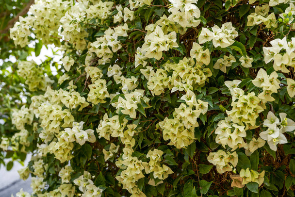 Schöne blühende Bougainvillea Bougainvillea Blumen in verschiedenen Farben im Garten - Foto, Bild
