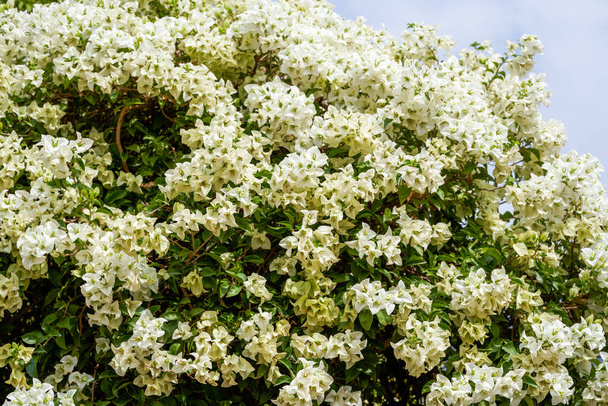 Schöne blühende Bougainvillea Bougainvillea Blumen in verschiedenen Farben im Garten - Foto, Bild