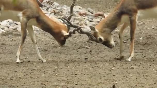 szarvasközelharc, szarvasvadászat, szarvasvadászat - Cervus elaphus. Nyers szarvas hím harcol a ruting szezonban. Két szarvas, hogy hierarchiát hozzanak létre. Jousting harci vörös szarvas összecsapás. Roe Deer Tree Fallow Deer Forest Animal Red Deer áll szarvas - Felvétel, videó