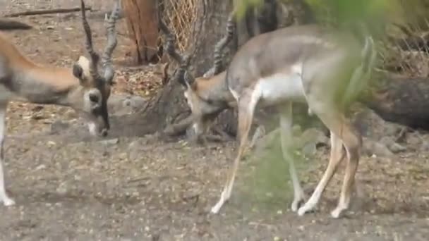 鹿の群れの戦い、赤い鹿の袋の戦い- Cervus elaphus 。ルーティングシーズン中に鹿の男性の戦いが失敗します。階層を確立するために2匹の鹿。赤い杖の衝突と戦うことを自慢すること。鹿の木の落下鹿の森動物の赤鹿は鹿の略 - 映像、動画