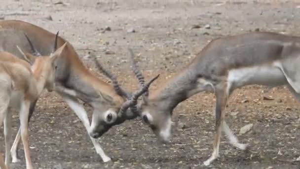 Боротьба з оленятами, боротьба з червоними оленятами - Cervus elaphus. Порожній оленячий самець бореться під час виснажливого сезону. Два оленя для встановлення ієрархії. Боротьба з червоними плямами. Червоний олень оленя на дереві Роу - Дір - Кадри, відео