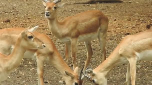 szarvasközelharc, szarvasvadászat, szarvasvadászat - Cervus elaphus. Nyers szarvas hím harcol a ruting szezonban. Két szarvas, hogy hierarchiát hozzanak létre. Jousting harci vörös szarvas összecsapás. Roe Deer Tree Fallow Deer Forest Animal Red Deer áll szarvas - Felvétel, videó