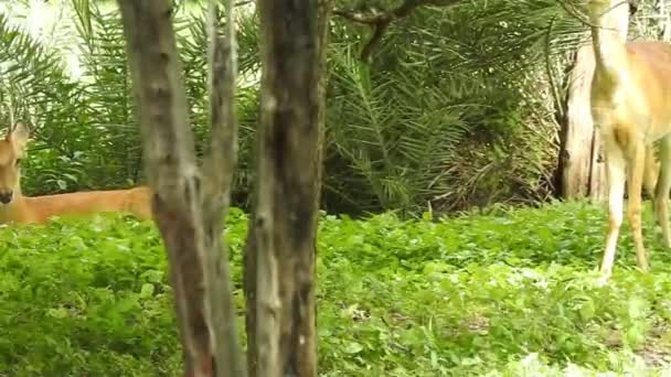 Rehwild Damhirsch Wald Tier Rothirsch steht auf dem Boden und sieht sehr schön aus. Hirsch Porträt des Weißhais mit großen Hörnern auf Waldbäumen Hintergrund. Chital oder Gepard, Achse Achse, Fleckhirsche oder Achse Hirsche in der Natur Lebensraum. Rotwild - Filmmaterial, Video