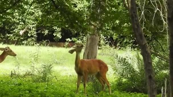 Roe Deer Tree Fallow Deer Forest Animal Red Deer stands on the ground and looks very beautiful. Deer portrait of whitetail with large horns on forest trees background. Chital or cheetal, Axis axis, spotted deers or axis deer in nature habitat. deer - Footage, Video