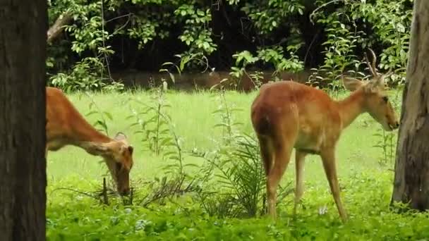 Roe Deer Tree Fallow Deer Forest Animal Red Deer stands on the ground and looks very beautiful. Deer portrait of whitetail with large horns on forest trees background. Chital or cheetal, Axis axis, spotted deers or axis deer in nature habitat. deer - Footage, Video