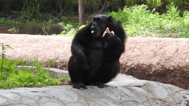 retrato de un chimpancé en el corazón de la naturaleza, Sudáfrica, perchas de chimpancé maduro disfrutar de la hierba en el zoológico. Primer plano de un mono rodeado de una rica flora borrosa durante un día soleado brillante. El chimpancé echando una larga mirada triste, el chimpancé - Imágenes, Vídeo