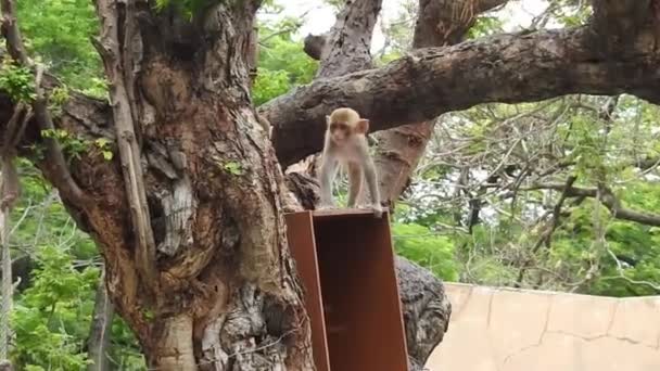 Aranyos majom portréja az ágon, ahogy a kamerába néz. Elég nedves majom bolondozik a fa végtagjain. Vicces jelenet a vadon élő állatokról az egzotikus erdőben. Baba közönséges mókusmajom más néven Saimiri Sciurus keres élelmiszer egy fán. aranyos majom és baba majom - Felvétel, videó