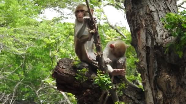 Portret uroczej małpy na gałęzi patrzącej w kamerę. Całkiem mokra małpa zabawiająca się na kończynach drzew. Śmieszna scena dzikiej przyrody w egzotycznym lesie. Baby common squirrel monkey znany również jako Saimiri Sciurus szuka żywności na drzewie. słodkie małpa i dziecko małpa - Materiał filmowy, wideo