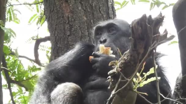 Primo piano di una scimmia circondata da una ricca flora sfocata durante una luminosa giornata di sole. Lo scimpanzé prende un lungo sguardo triste, girando la testa da parte e poi di nuovo guardando avanti. ritratto di uno scimpanzé nel cuore della natura, Sud Africa volto scimpanzé - Filmati, video
