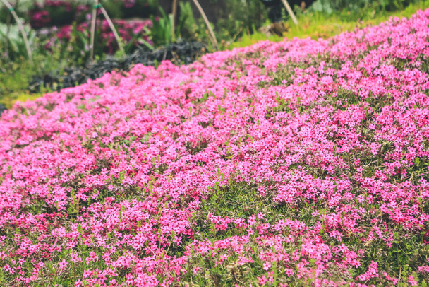 Gyönyörűen kivirágzott vadon termő buzi virágok a szabadtéri kertben - Fotó, kép