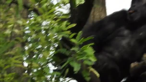Detailní záběr opice obklopeného rozmazanou bohatou flórou během jasného slunečného dne. Šimpanz se dlouze smutně ohlédl, odvrátil hlavu a znovu se zadíval před sebe. portrét šimpanze v srdci přírody, Jihoafrická republika šimpanzí tvář - Záběry, video