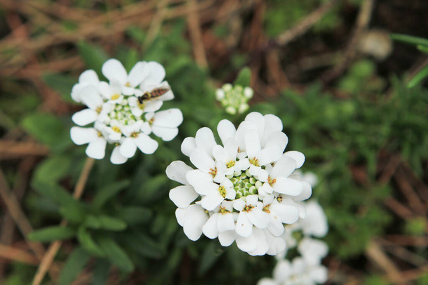 a Pienet valkoiset kukat vihreä varret suuri klusteri. - Valokuva, kuva