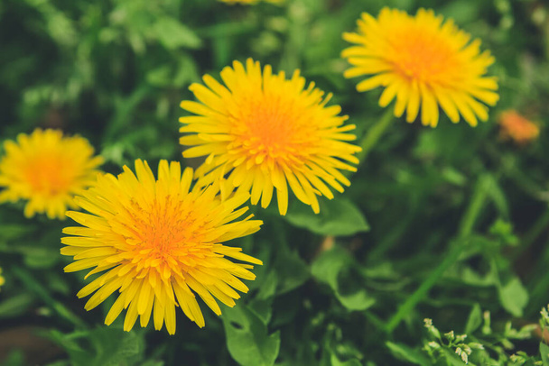 Kaunis keltainen voikukka kukkia lähikuva, luonnollinen tausta - Valokuva, kuva