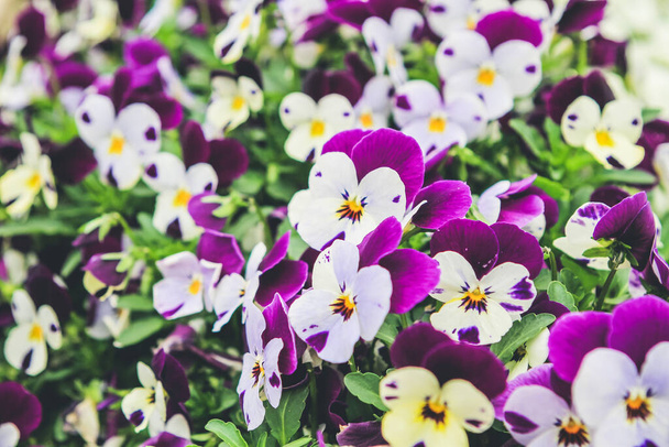 Gyönyörűen kivirágzott vadon termő buzi virágok a szabadtéri kertben - Fotó, kép