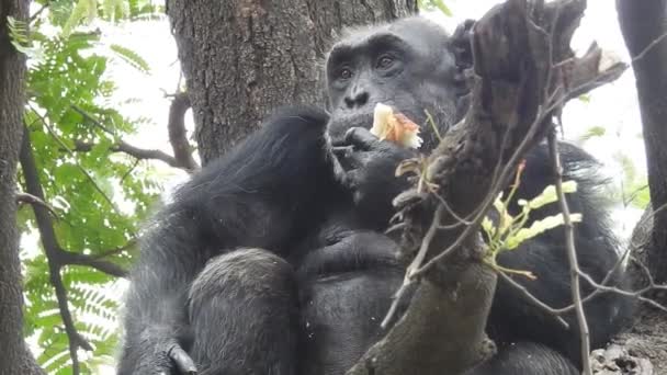 Chimpancé africano en el santuario de vida silvestre de la India. Los chimpancés entre todos los simios son los más cercanos a los humanos en rasgos de comportamiento. Se consideran más inteligentes de todos los primates. Un plano de enfoque superficial de un chimpancé sentado entre plantas verdes y comiendo hojas - Metraje, vídeo
