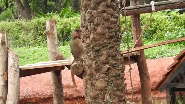 Οι μαϊμούδες είναι περίεργες, Λομπούρι, ένα θηλυκό βάρβαρο μακάκο ή μάγκοτ που κρατάει το μωρό της στο στήθος της. Πορτρέτο και κοντά σε capuchin μαϊμού στην Κόστα Ρίκα, βρυχάται άγρια χρήματα. Οι άγριες μαϊμούδες βρυχώνται για να προστατέψουν τη γη. Ενηλίκων closeup πιθήκους κάθεται - Πλάνα, βίντεο