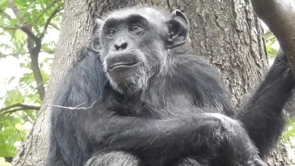 Retrato de um Gorila da Montanha comendo na Floresta Nacional de Bwindi, Uganda. Gorilas de montanha, gorila gorila beringei, ENDANGERED, silverback, cardo comedor. pequeno gorila da montanha come galhos com suas famílias. gorila comer gorila está comendo  - Filmagem, Vídeo