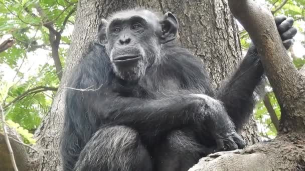 Retrato de um Gorila da Montanha comendo na Floresta Nacional de Bwindi, Uganda. Gorilas de montanha, gorila gorila beringei, ENDANGERED, silverback, cardo comedor. pequeno gorila da montanha come galhos com suas famílias. gorila comer gorila está comendo  - Filmagem, Vídeo