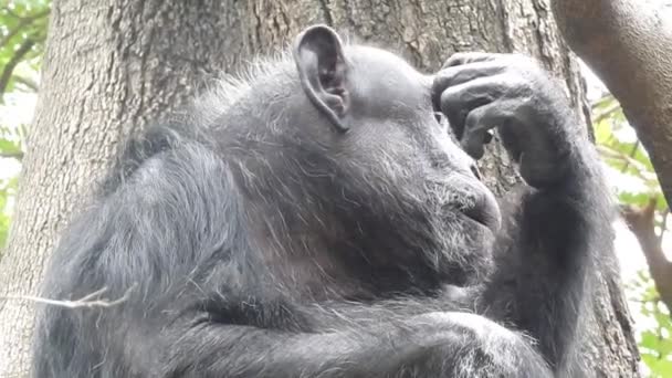 Portret van een berggorilla die eet in Bwindi National Forest, Uganda. Berggorilla 's, Gorilla gorilla beringei, ENDANGERED, zilverrug, distel eten. kleine berggorilla eet takjes met hun families. gorilla eet gorilla eet  - Video