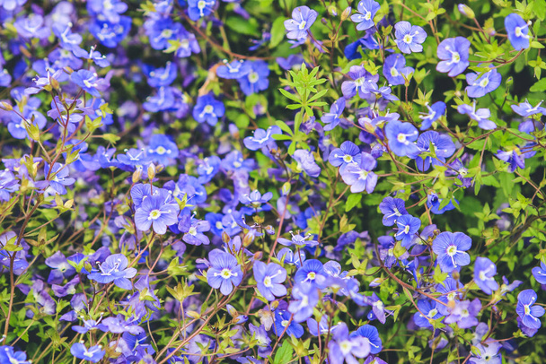 kuva siniset kukat auringon valossa puutarhassa - Valokuva, kuva
